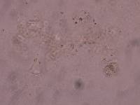 Schusterius tridigitus image