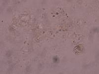Schusterius tridigitus image