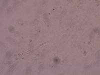 Schusterius tridigitus image