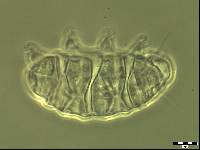 Media resource of Bryodelphax parvuspolaris