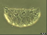 Bryodelphax parvuspolaris image
