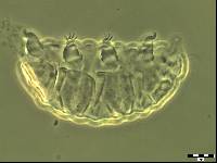 Bryodelphax parvuspolaris image