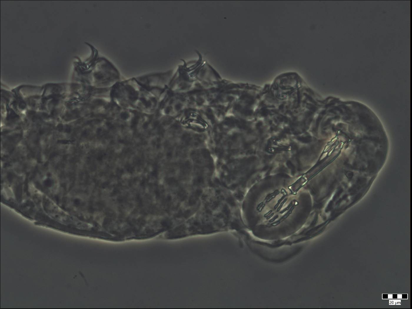 Murrayidae image