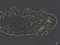 Dactylobiotus vulcanus image
