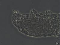 Dactylobiotus vulcanus image