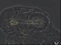 Dactylobiotus vulcanus image