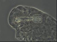 Dactylobiotus vulcanus image