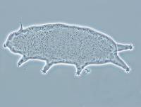 Oreella chugachii image