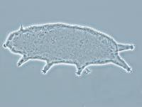 Oreella chugachii image