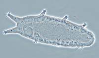 Oreella chugachii image