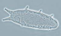 Oreella chugachii image