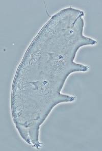 Oreella chugachii image