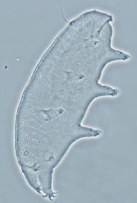 Oreella chugachii image
