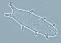Oreella chugachii image