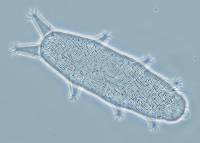 Oreella chugachii image