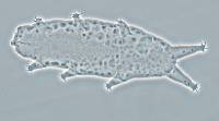 Oreella chugachii image