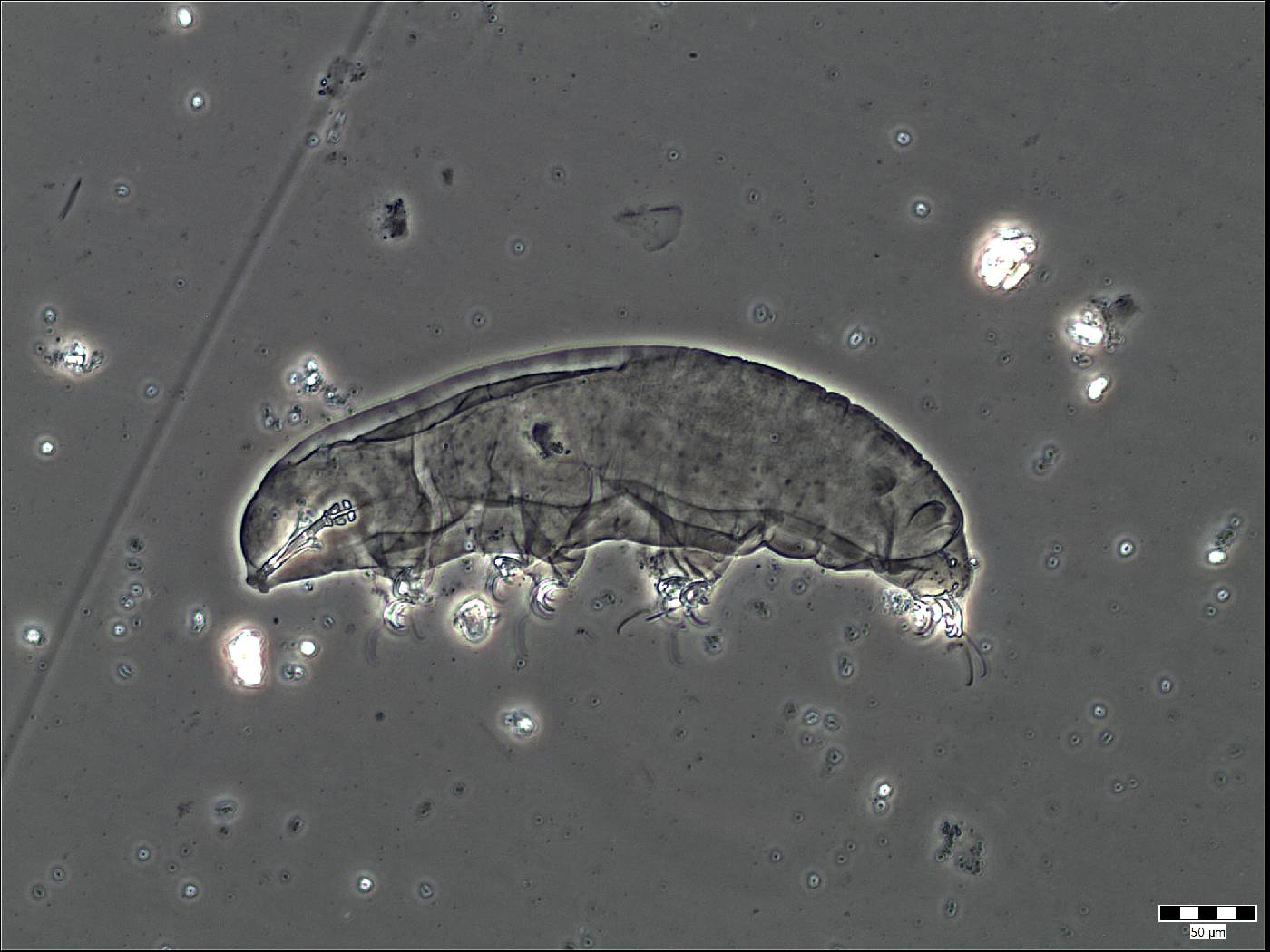 Ramazzottiidae image