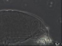 Ramajendas dastychi image