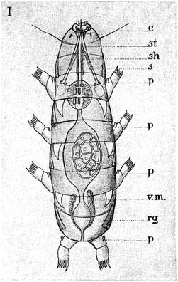 Thermozodium esakii image