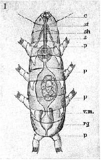 Media resource of Thermozodium esakii
