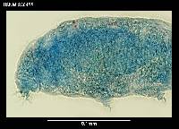Diphascon chilenense image