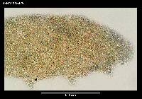 Diphascon alpinum image