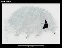 Echiniscus capillatus image