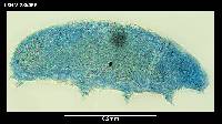 Mesobiotus furciger image