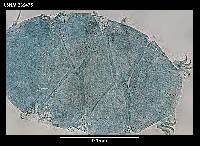 Echiniscus capillatus image