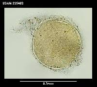 Dactylobiotus ambiguus image