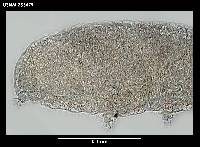 Diphascon alpinum image