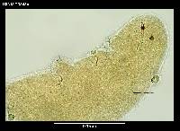 Hypsibius dujardini image