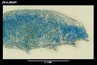 Diphascon chilenense image
