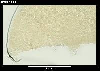 Dactylobiotus ambiguus image