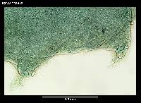 Ramajendas renaudi image