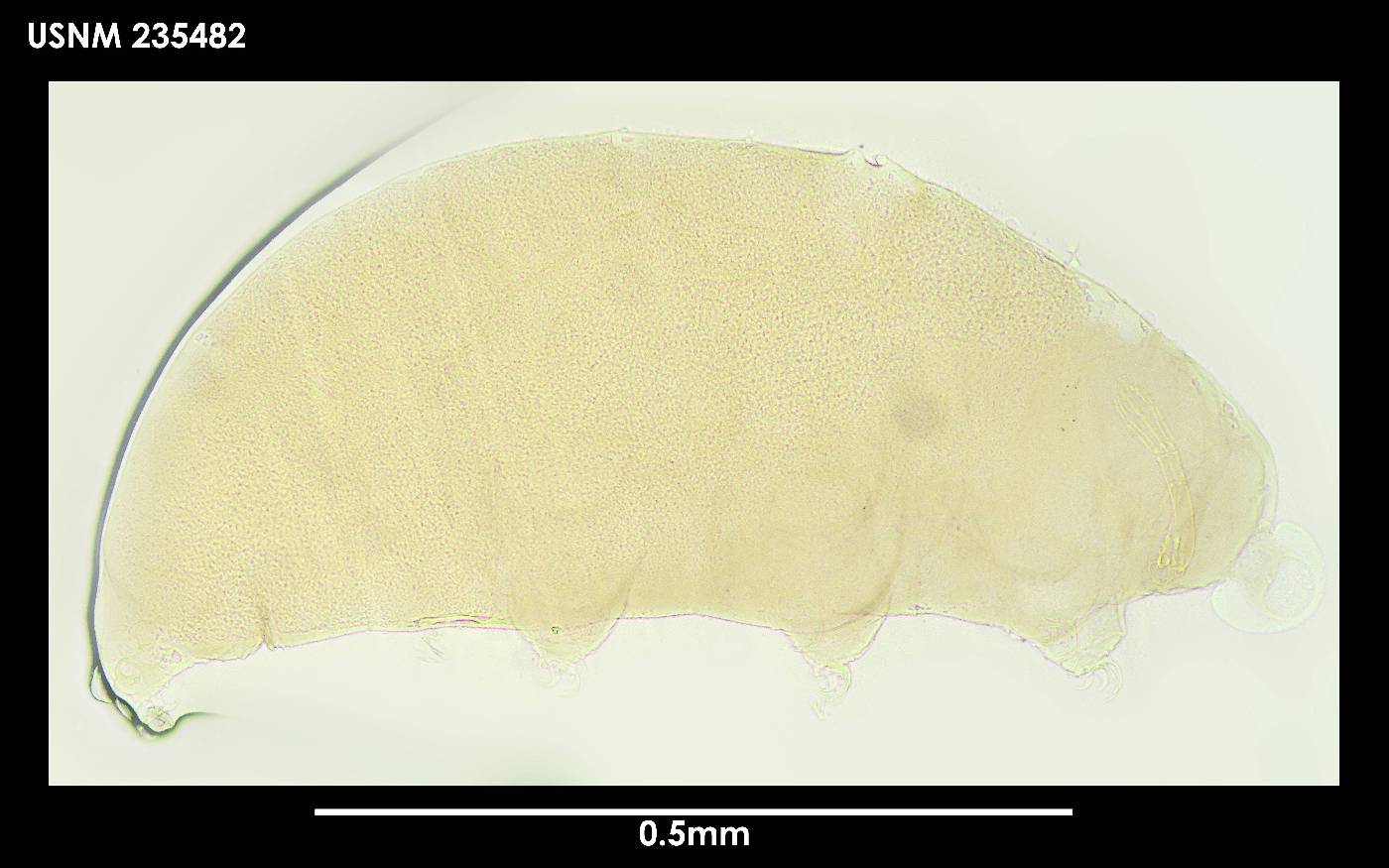 Dactylobiotus ambiguus image