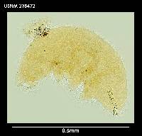 Ramazzottius oberhaeuseri image