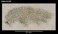 Diphascon alpinum image