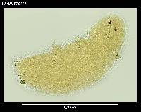 Hypsibius dujardini image