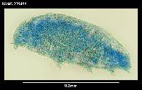 Diphascon chilenense image
