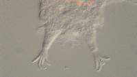 Mutaparadoxipus duodigifinis image