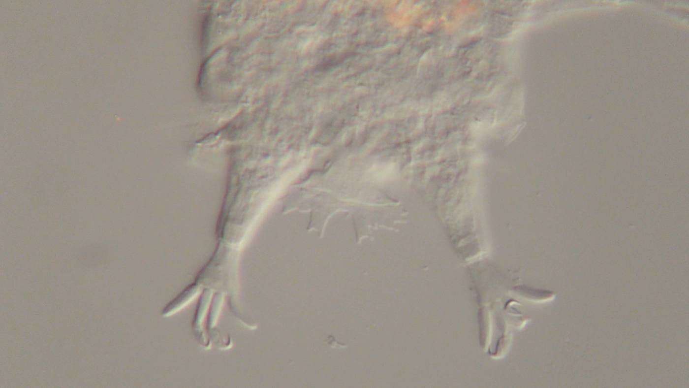 Mutaparadoxipus duodigifinis image