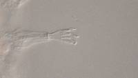 Mutaparadoxipus duodigifinis image