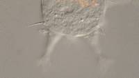 Mutaparadoxipus duodigifinis image