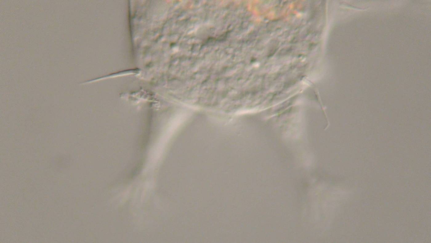 Halechiniscidae image