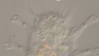 Mutaparadoxipus duodigifinis image