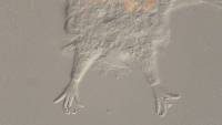 Mutaparadoxipus duodigifinis image