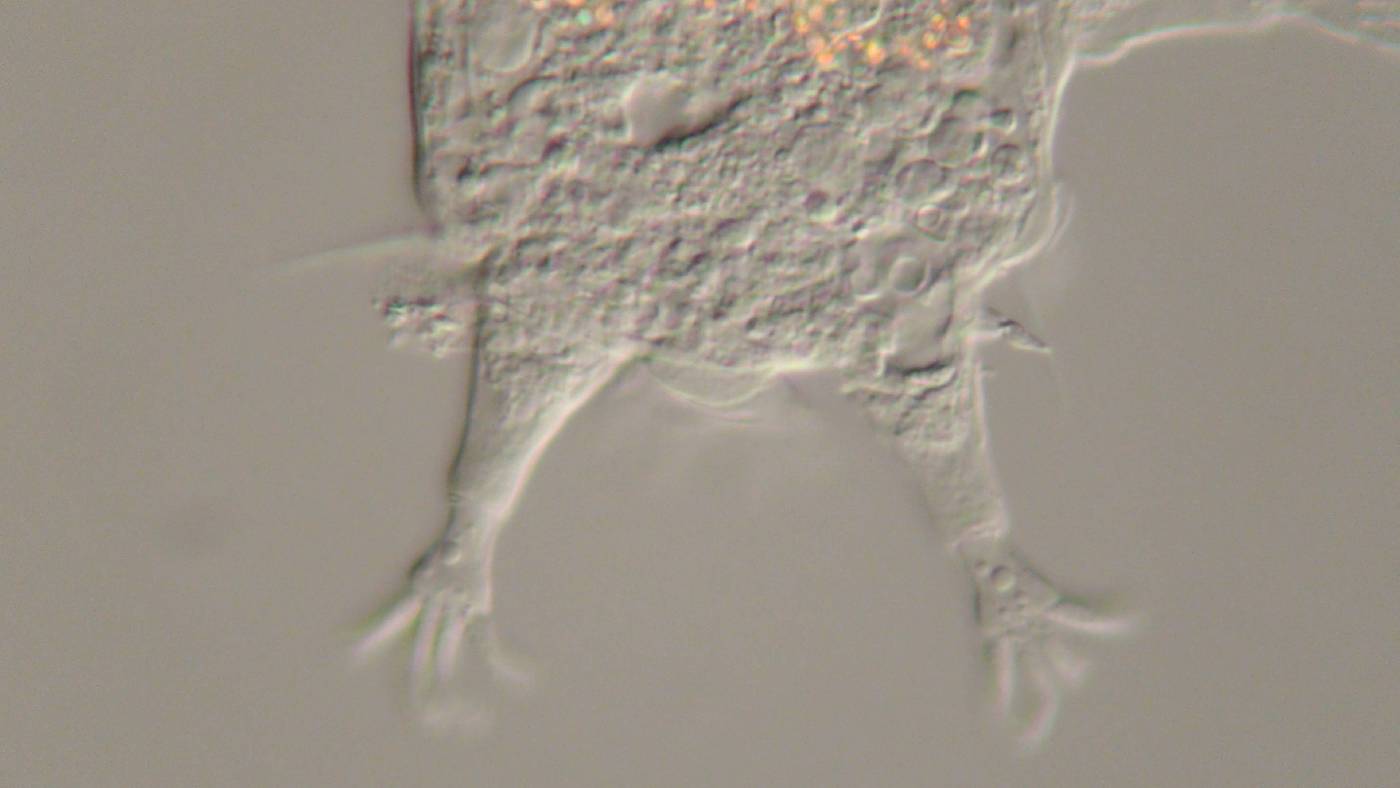 Mutaparadoxipus duodigifinis image