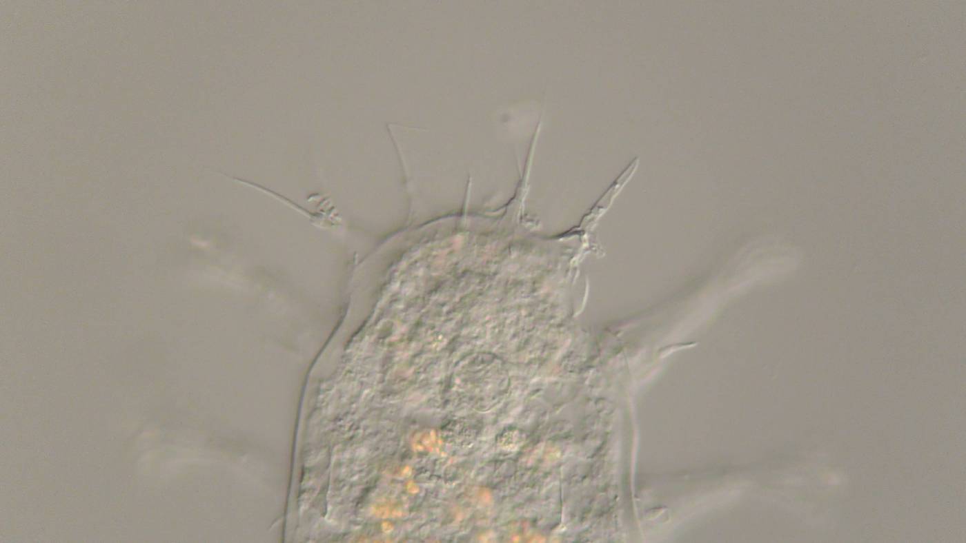 Orzeliscinae image