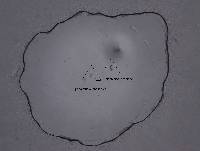 Media resource of Dipodarctus anaholiensis